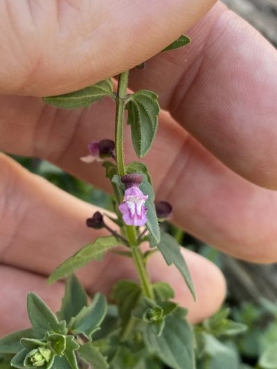 Scutellaria humilis, photographed by Greg Tasney