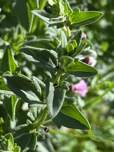 Scutellaria humilis, photographed by Greg Tasney