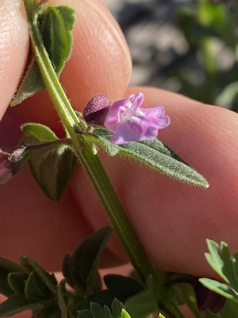Scutellaria humilis, photographed by Greg Tasney