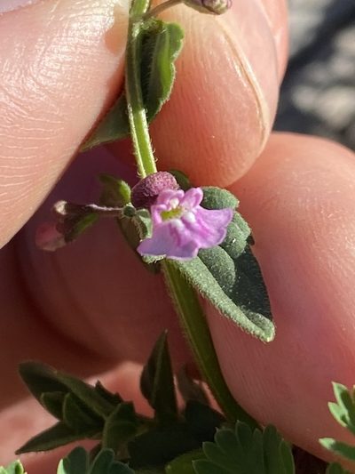 Scutellaria humilis, photographed by Greg Tasney