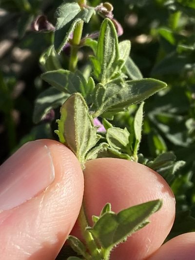 Scutellaria humilis, photographed by Greg Tasney
