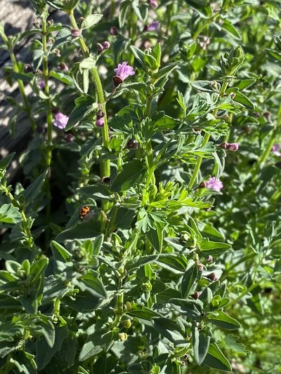 Scutellaria humilis, photographed by Greg Tasney