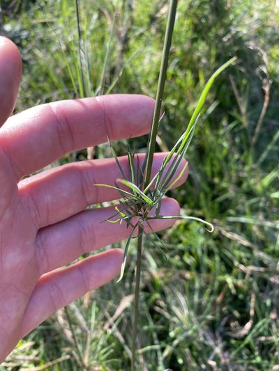 Austrostipa verticillata, photographed by Greg Tasney