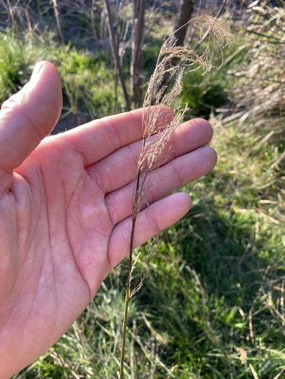 Austrostipa verticillata, photographed by Greg Tasney
