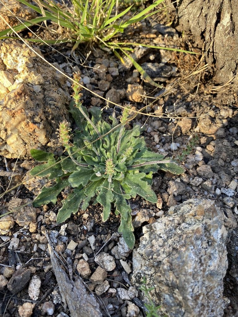 Plantago hispida, photographed by Greg Tasney