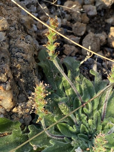 Plantago hispida, photographed by Greg Tasney