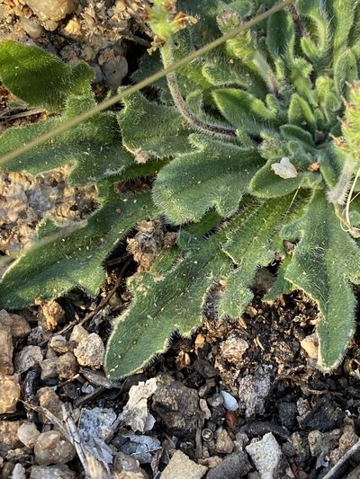 Plantago hispida, photographed by Greg Tasney