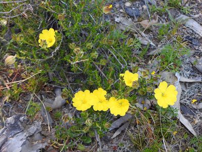 Hibbertia stricta, photographed by Greg Tasney