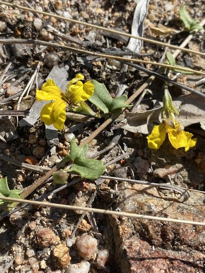 Goodenia glabra, photographed by Greg Tasney