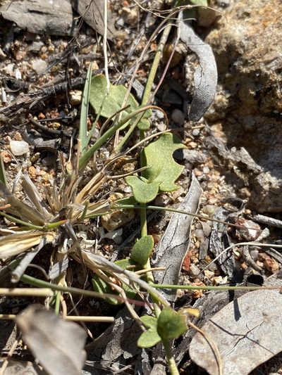 Goodenia glabra, photographed by Greg Tasney