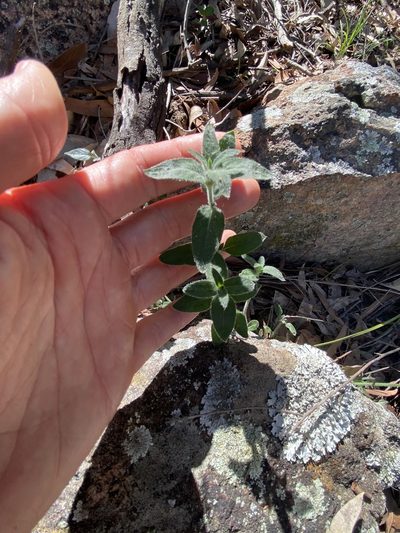 Opercularia hispida, photographed by Greg Tasney