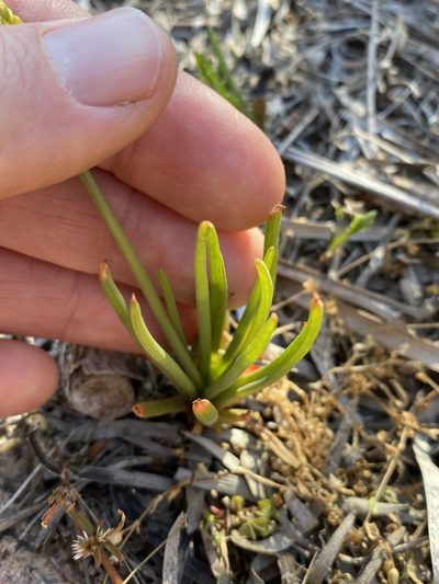 Bulbine semibarbata, photographed by Greg Tasney