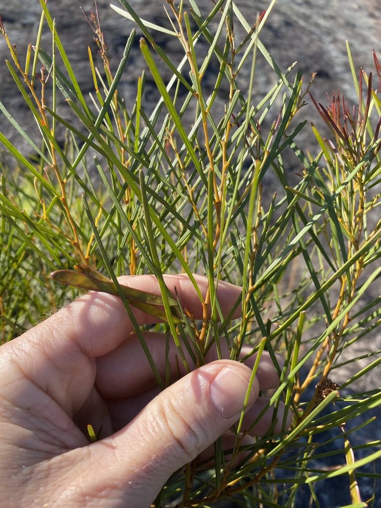 Acacia adunca, photographed by Greg Tasney