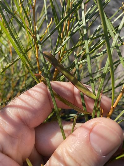 Acacia adunca, photographed by Greg Tasney