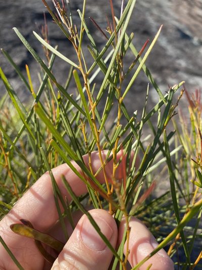 Acacia adunca, photographed by Greg Tasney