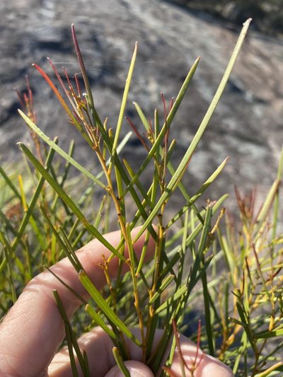 Acacia adunca, photographed by Greg Tasney