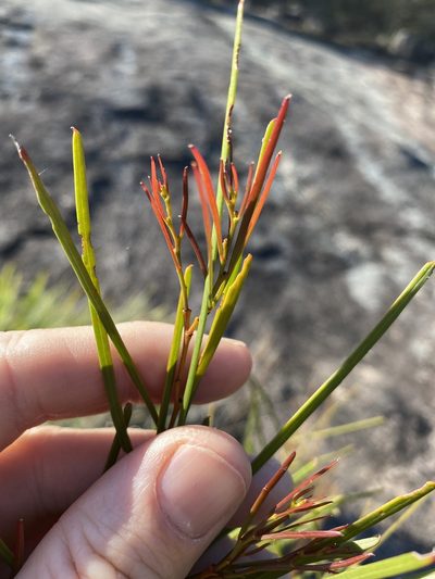 Acacia adunca, photographed by Greg Tasney