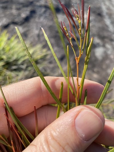 Acacia adunca, photographed by Greg Tasney