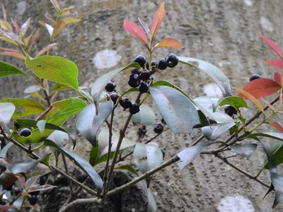 Syzygium formosanum, photographed by Jacy Chen