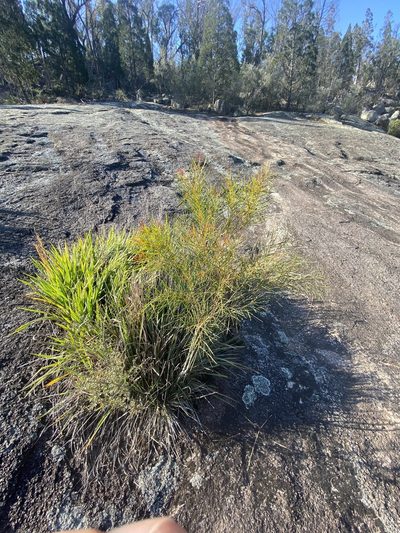 Acacia adunca, photographed by Greg Tasney