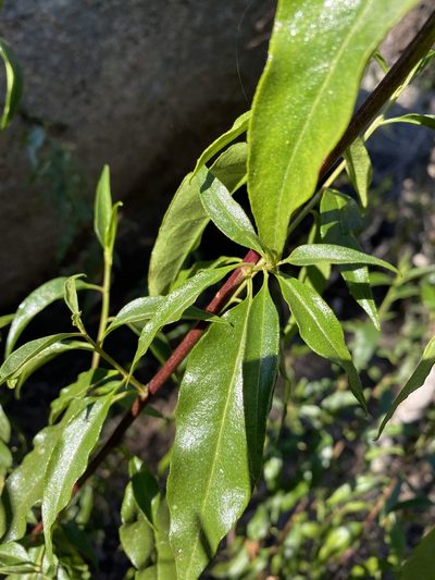 Phaseolaster fulgens, photographed by Greg Tasney