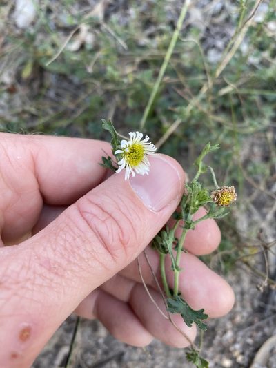 Brachyscome stuartii, photographed by Greg Tasney