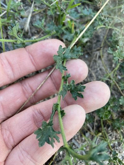 Brachyscome stuartii, photographed by Greg Tasney