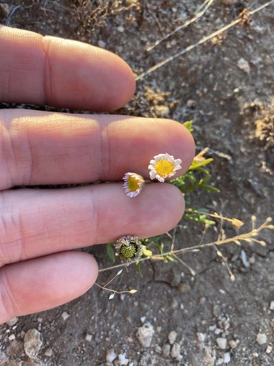 Brachyscome stuartii, photographed by Greg Tasney