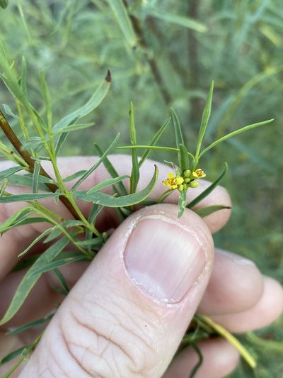 Pimelea neoanglica, photographed by Greg Tasney