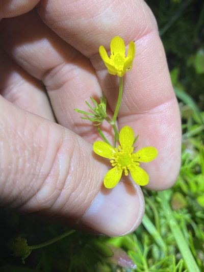 Ranunculus inundatus, photographed by Greg Tasney