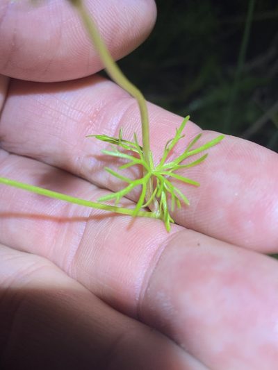 Ranunculus inundatus, photographed by Greg Tasney
