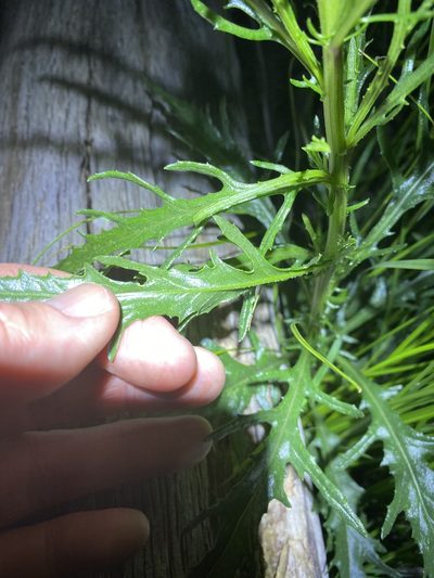 Senecio diaschides, photographed by Greg Tasney