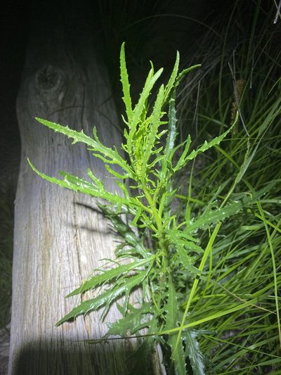 Senecio diaschides, photographed by Greg Tasney