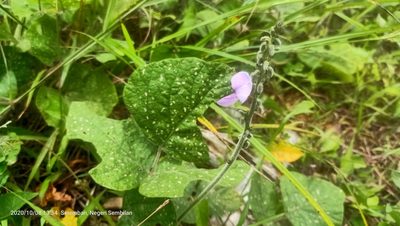Neustanthus phaseoloides, photographed by Ong Jyh Seng