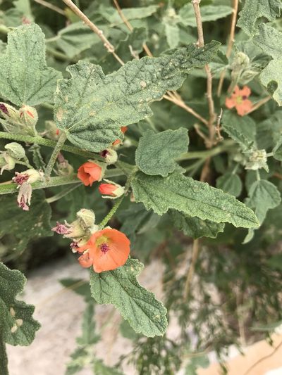 Sphaeralcea emoryi, photographed by CK2AZ