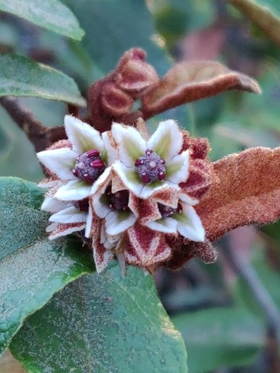 Lasiopetalum macrophyllum, photographed by Donald Hobern