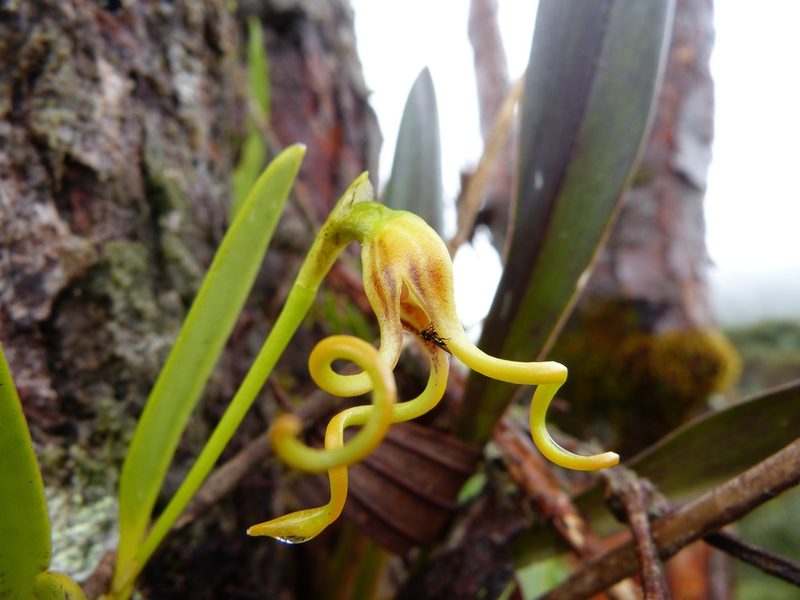Masdevallia caudivolvula, photographed by Jean-Paul Boerekamps