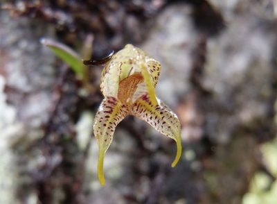 Masdevallia amanda, photographed by Jean-Paul Boerekamps