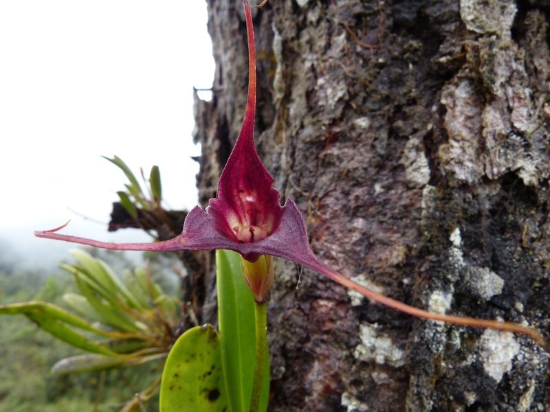 Masdevallia cucullata, photographed by Jean-Paul Boerekamps