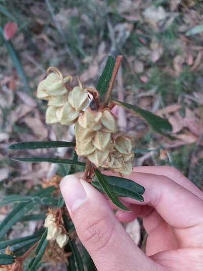 Lasiopetalum ferrugineum, photographed by Tim