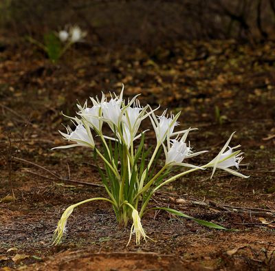 Pancratium tenuifolium, photographed by Wynand Uys