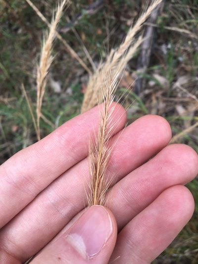 Festuca muralis, photographed by Thomas Mesaglio