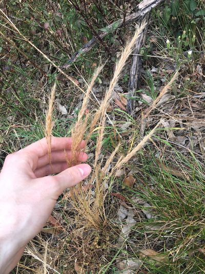 Festuca muralis, photographed by Thomas Mesaglio