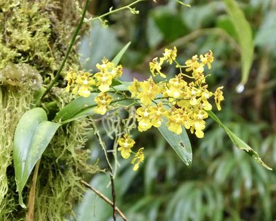 Oncidium ornithorhynchum, photographed by Jean-Paul Boerekamps