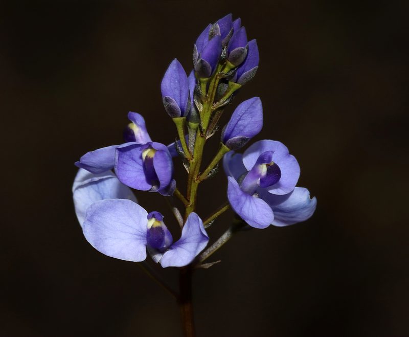Comesperma ciliatum, photographed by T. Hammer