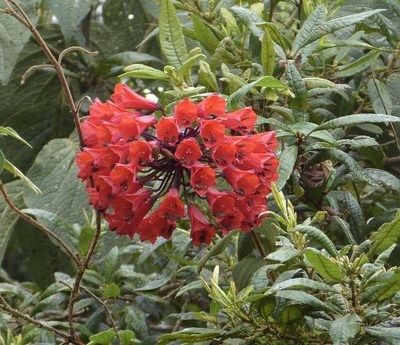 Bomarea patinii, photographed by Jean-Paul Boerekamps