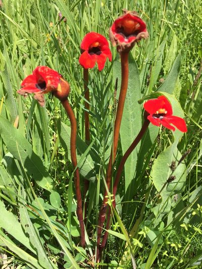 Phelypaea coccinea, photographed by Andre Hosper