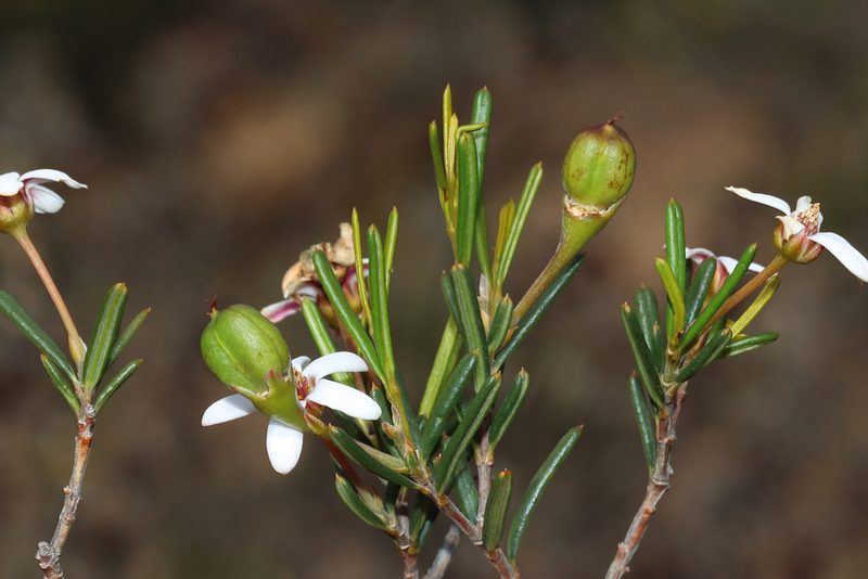 Ricinocarpos undulatus, photographed by T. Hammer