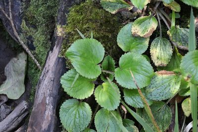 Ourisia macrophylla, photographed by Andy McKay