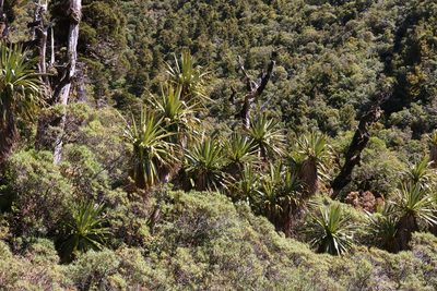 Cordyline indivisa, photographed by Andy McKay